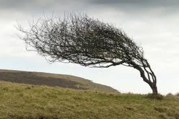 tree in wind