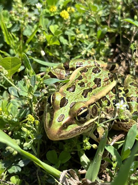 frog up close