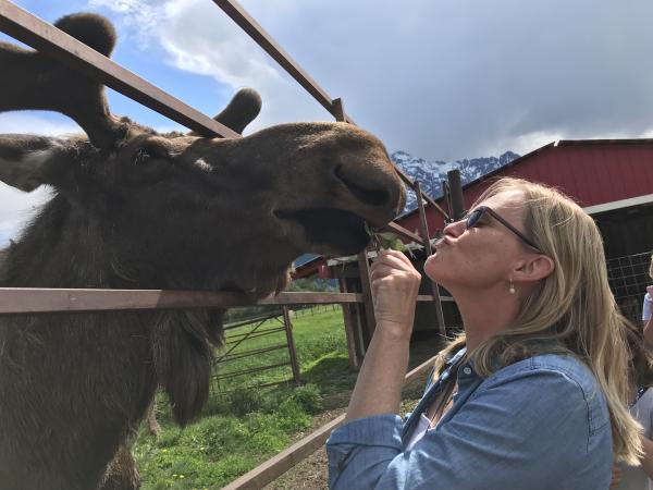 kissing a moose